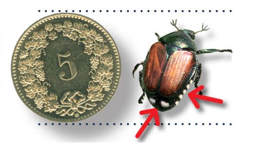 Bild: Merkmale Japankäfer, Agroscope